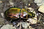 pterostichus-burmeisteri-foto-rydzi