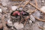 pterostichus-burmeisteri-foto-spoecker