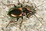 pterostichus-burmeisteri2-foto-koehler