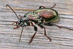 pterostichus-burmeisteri3-foto-koehler