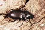 pterostichus-burmeisteri4-foto-altmann