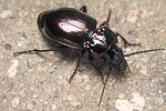 pterostichus-burmeisteri4-foto-koehler