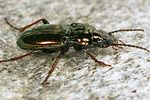 pterostichus-burmeisteri6-foto-koehler