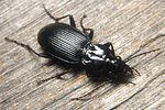 pterostichus-cristatus-foto-koehler