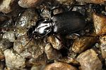 pterostichus-cristatus3-foto-koehler