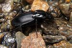 pterostichus-cristatus4-foto-koehler