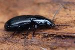 pterostichus-diligens-foto-faasen