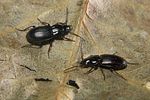 pterostichus-diligens-foto-koehler