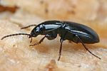 pterostichus-diligens2-foto-faasen