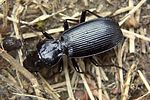 pterostichus-dufourii-foto-martinez