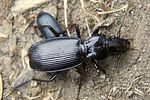 pterostichus-dufourii2-foto-martinez