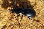 pterostichus-ebenus-foto-jacinto