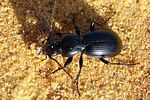 pterostichus-ebenus2-foto-jacinto