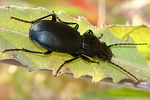 pterostichus-ebenus3-foto-jacinto