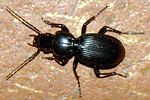 pterostichus-ebenus5-foto-jacinto