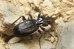 pterostichus-fasciatopunctatus4-foto-koehler