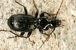 pterostichus-fasciatopunctatus7-foto-koehler