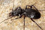 pterostichus-fasciatopunctatus8-foto-koehler