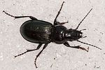 pterostichus-foveolatus-foto-polacek