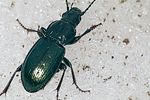 pterostichus-foveolatus-foto2-polacek