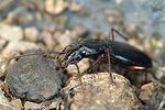 pterostichus-hagenbachii-foto-weidlich