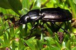 pterostichus-jurinei2-foto-koehler