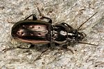pterostichus-jurinei3-foto-koehler