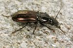 pterostichus-jurinei4-foto-koehler