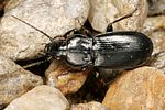 pterostichus-jurinei5-foto-koehler