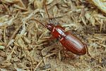 pterostichus-longicollis-foto-koehler