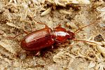 pterostichus-longicollis2-foto-koehler