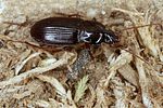 pterostichus-longicollis5-foto-koehler