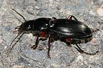 pterostichus-madidus-foto-renke