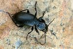 pterostichus-madidus-foto-swadzba