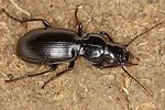 pterostichus-madidus2-foto-koehler