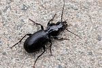 pterostichus-madidus2-foto-swadzba