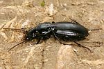 pterostichus-madidus3-foto-koehler