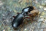pterostichus-madidus3-foto-weidlich