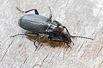 pterostichus-melanarius-foto-hense
