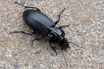 pterostichus-melanarius-foto-swadzba