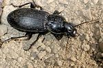 pterostichus-melanarius-foto-wmueller