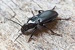pterostichus-melanarius2-foto-hense