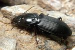pterostichus-melanarius2-foto-koehler