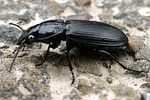 pterostichus-melanarius2-foto-weisenboehler