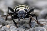 pterostichus-melanarius5-foto-weisenboehler