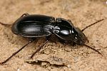 pterostichus-melas-italicus2-foto-fjkoehler