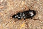 pterostichus-minor-foto-altmann