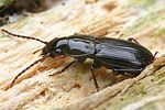 pterostichus-minor-foto-faasen