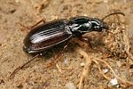 pterostichus-minor3-foto-koehler