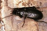 pterostichus-morio-carpathicus-foto-polacek